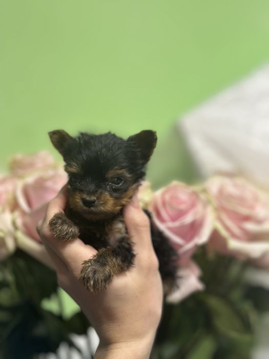 Цуценята йоркширський терʼєр,йорчики, йорки,міні, бебі фейс
