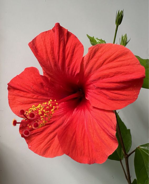 Гібіскус китайський (Hibiscus rosa-sinensis)