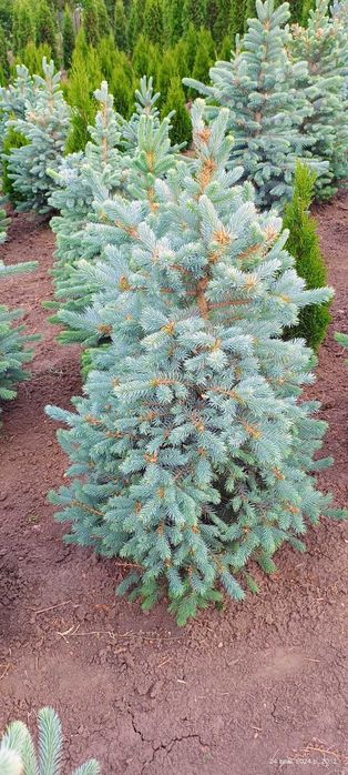 Туя , самшит, ялинка кейбаб,