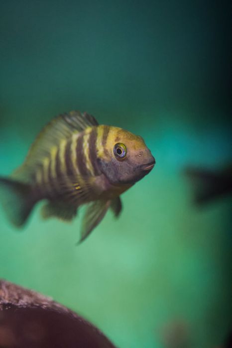 Tropheus Kalemie f1, ciclideos africanos, lago tanganyika