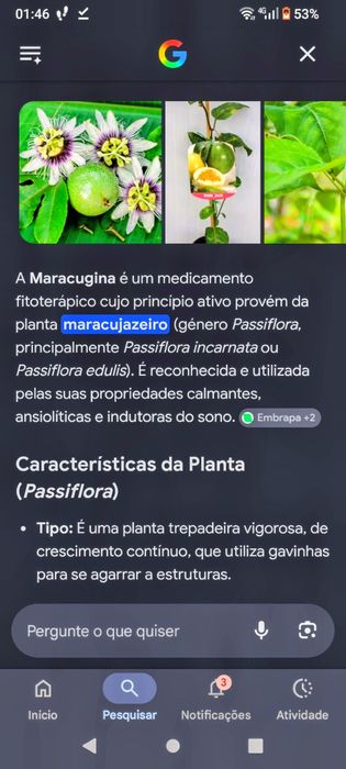 Venda planta do Maracujim