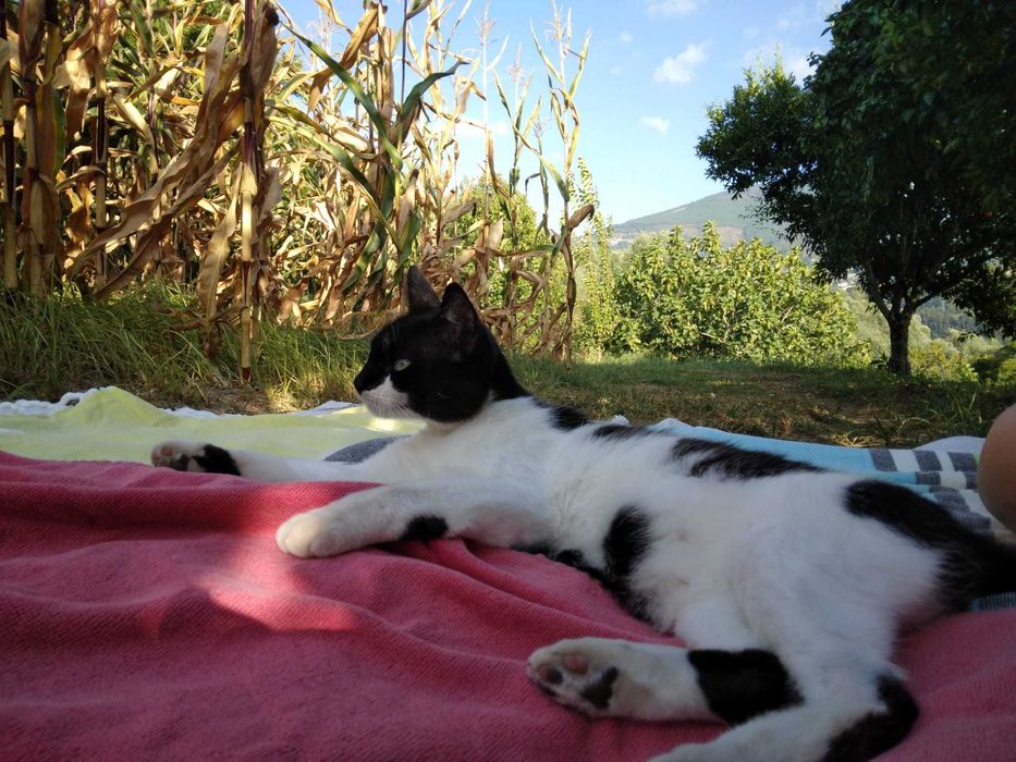 Gata para adoção responsável