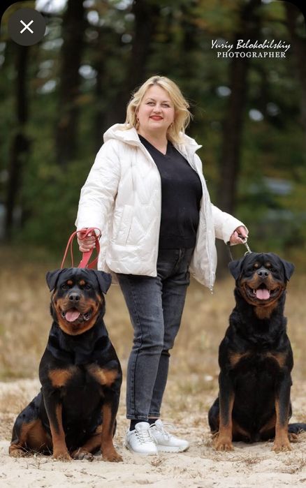 Цуценята ротвейлера шукають новий дім.