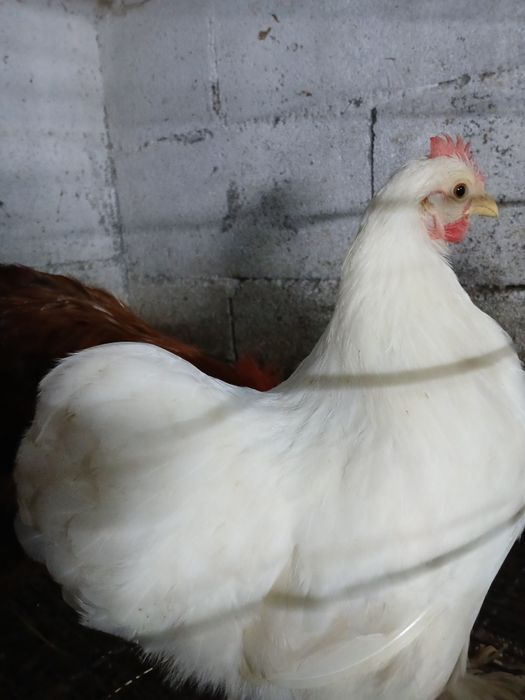 Ovos  de pekins para incubação