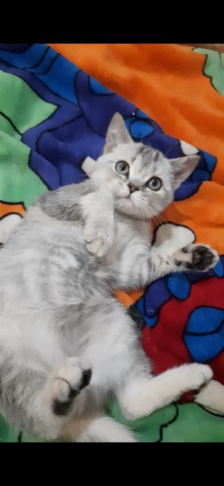 Кошеня хлопчик страйтт