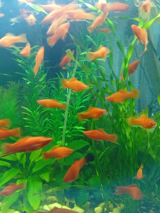 Меченосец красный.