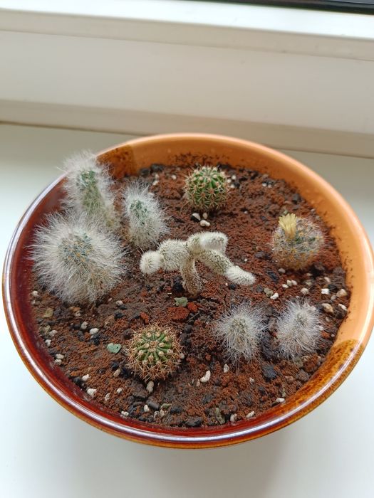 Кактусы и суккуленты