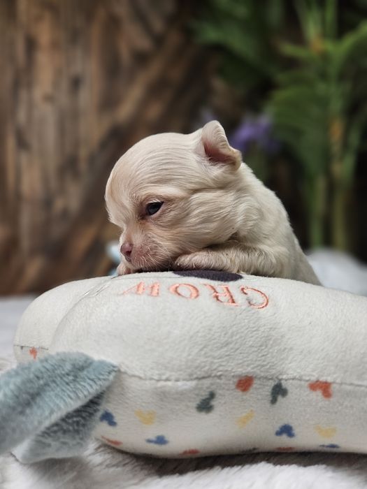 Chihuahua śliczny malutki chłopczyk