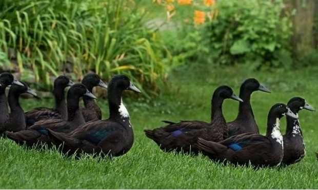Kaczki mulard, pekin, dworka piżmowa młode  dowóz gratis
