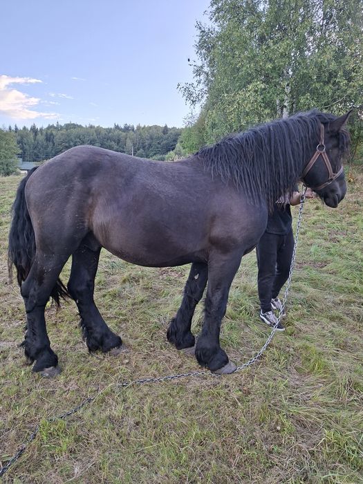 Sprzedam ogiera zimnokrwistego