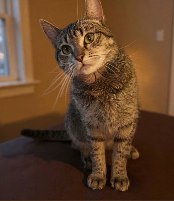 Врятована киця шукає дім!