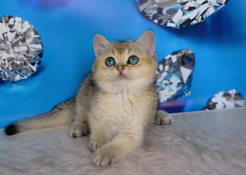 Золотой британский котенок