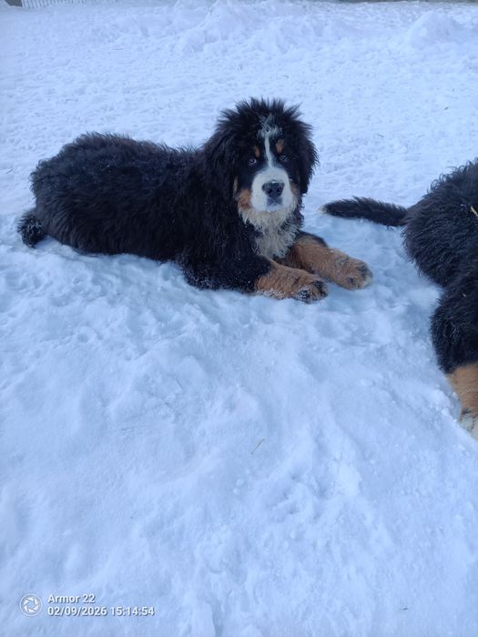 Berneński Pasterski!!!