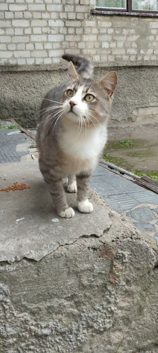 Безкоштовно котик