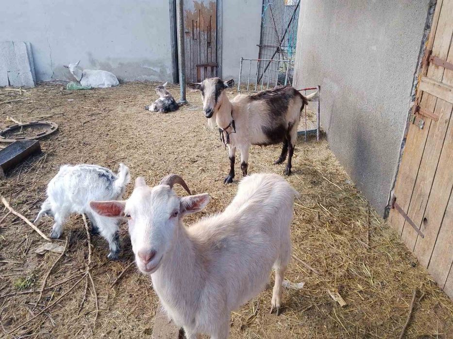 Продам козлят и коз