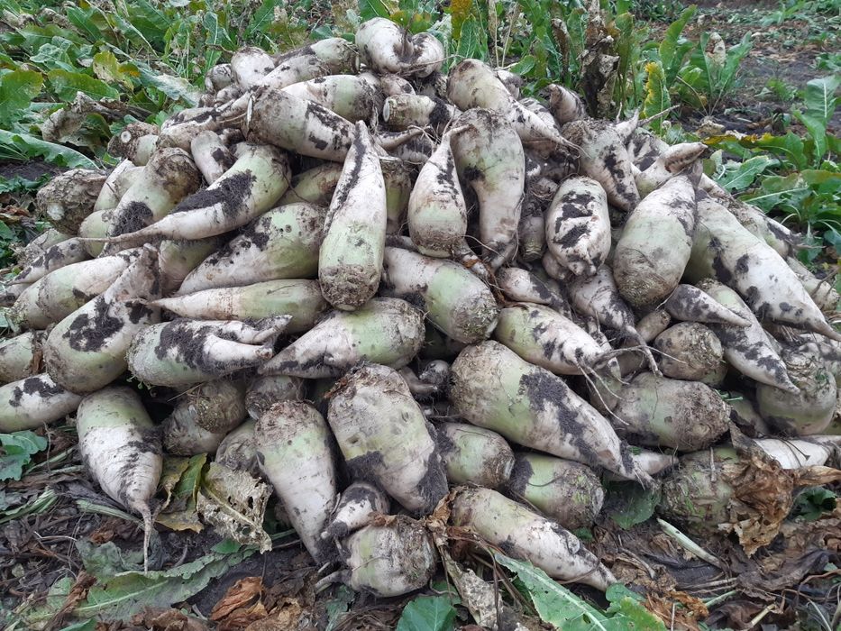 Буряк кормовий центаур.