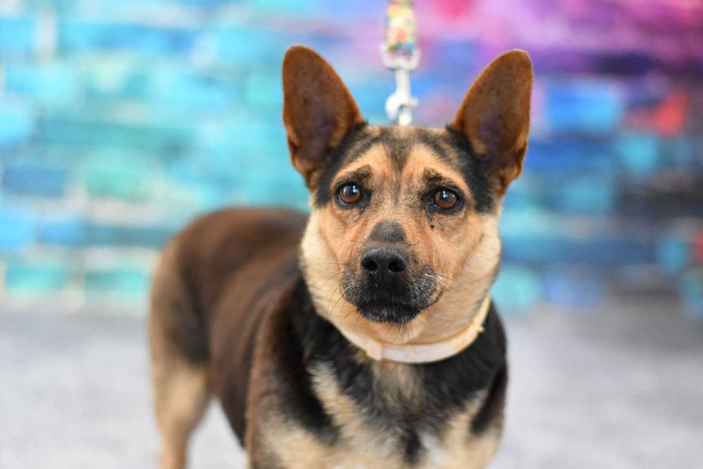 Malutka Fifi szuka rodzinki do pokochania!