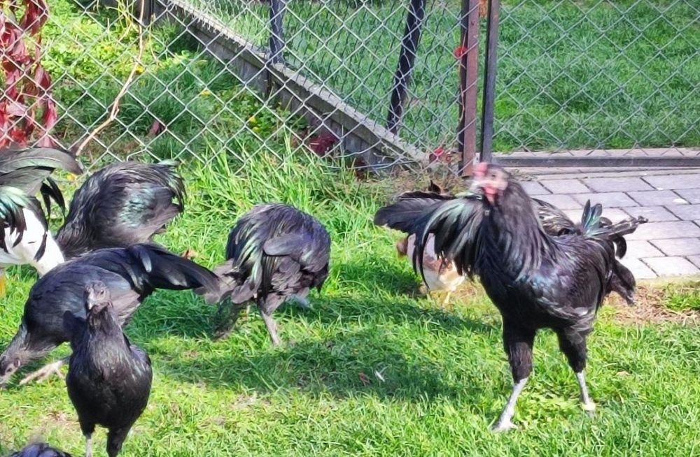 Sumatra kury i koguty ostatni kpl