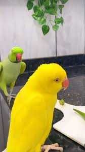 Ring neck domésticos, bebê, selvagem