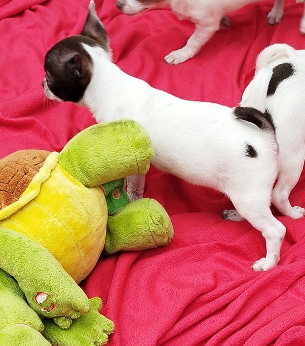 Chihuahua miniaturowa suczka