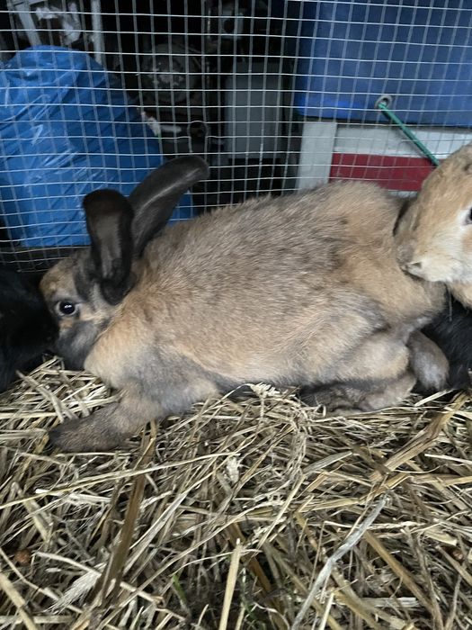 Króliki młode mieszańce