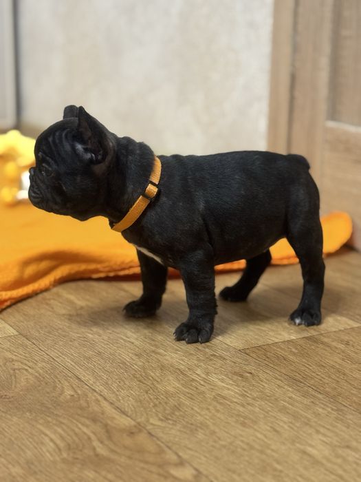 Породні красунчики в найкращі родини