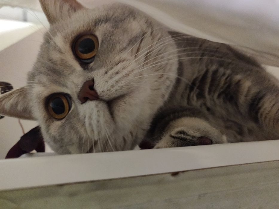 В'язка. Кіт прямовухий шотландський, скотіш страйт.