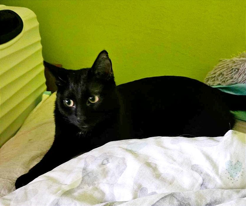 Czarna mama i dzieciaki