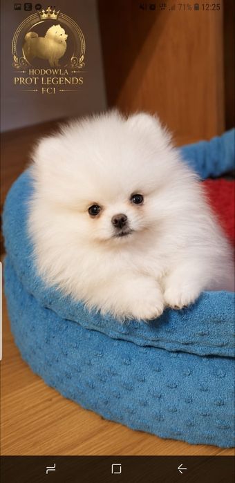 Pomeranian piesek