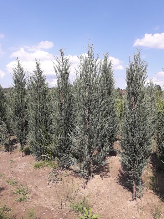 Tuja Szmaragd, Brabant, Blue Arrow Sadzimy Dostawa! Do 250 cm!