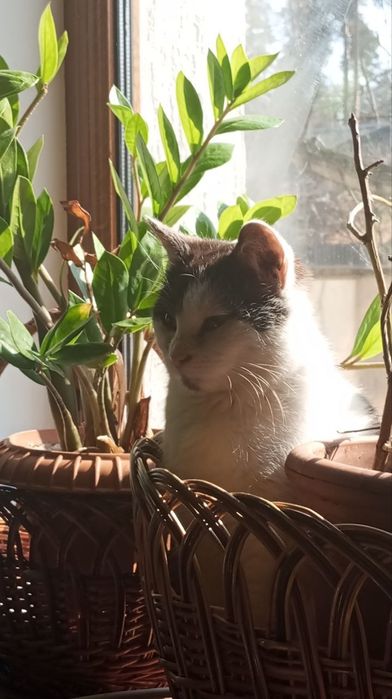 Кошенята і кішки в добрі руки