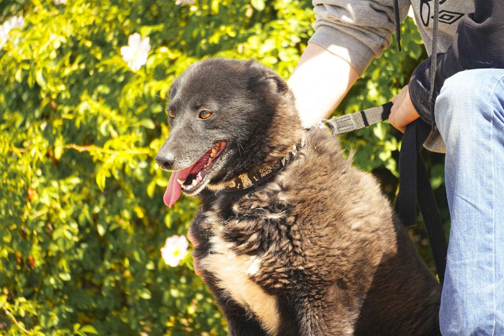 Funia - śliczna sunia