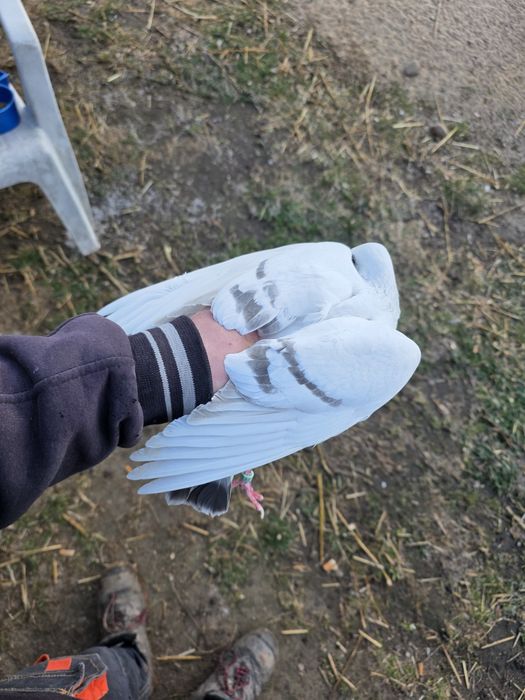 Perłowa pasiata 2025