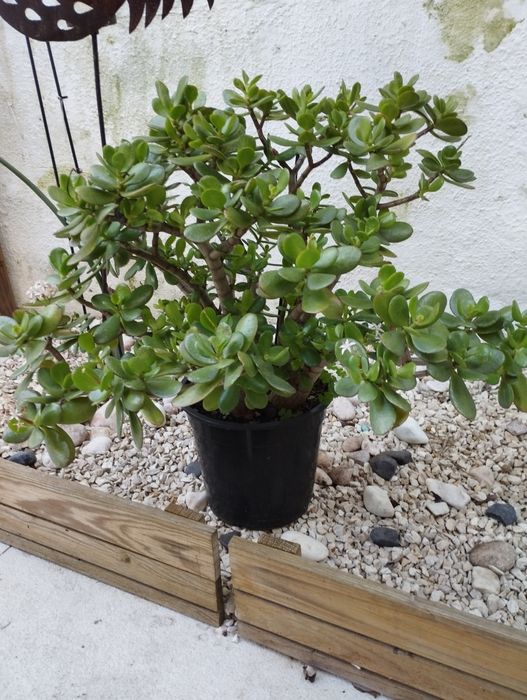 Suculenta Jade (Crassula Ovata)
