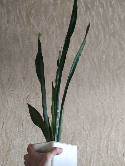 Сансеверия Сансеверія Сансевієрія кімнатна рослина вазонок