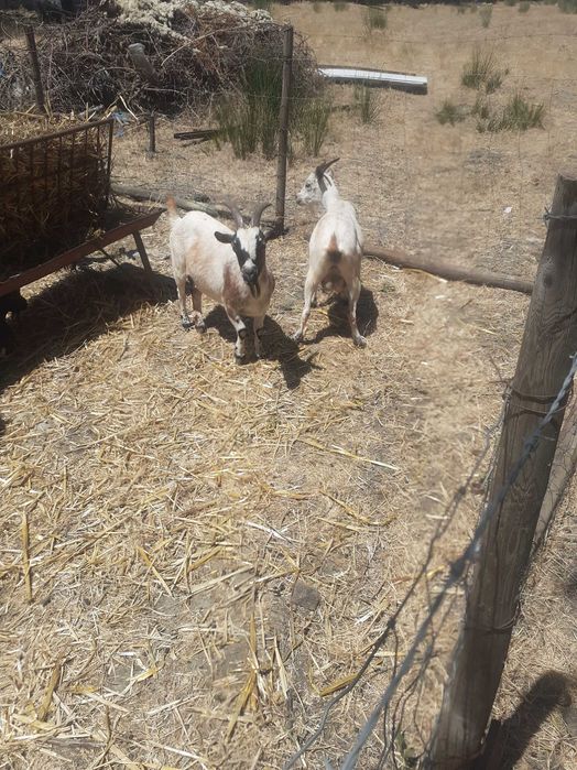 Animais da quinta