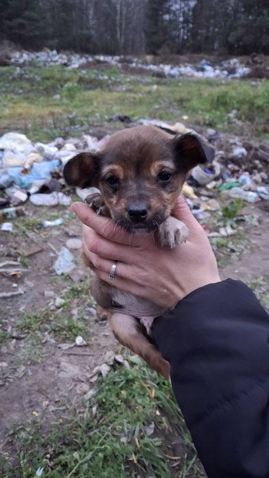 Цуценята шукають господарів