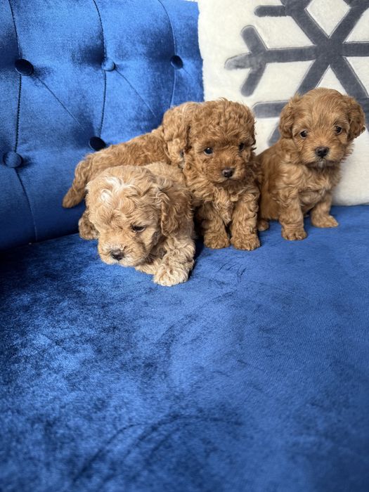 Крамельні бебі фейс мальтіпу