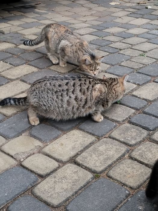 Молоді кошенята в добрі руки. Безкоштовно.