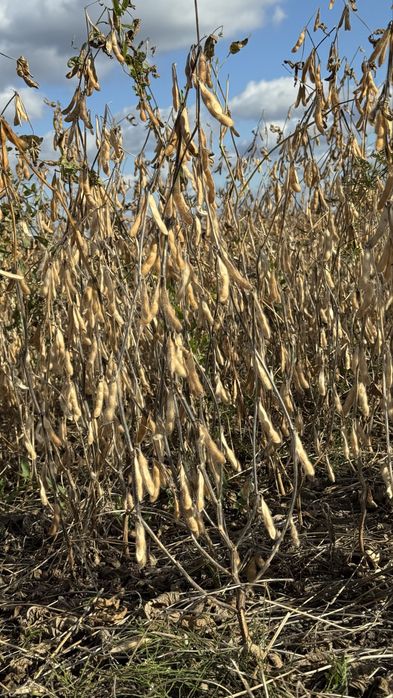 Насіння сої Гмо  100 днів