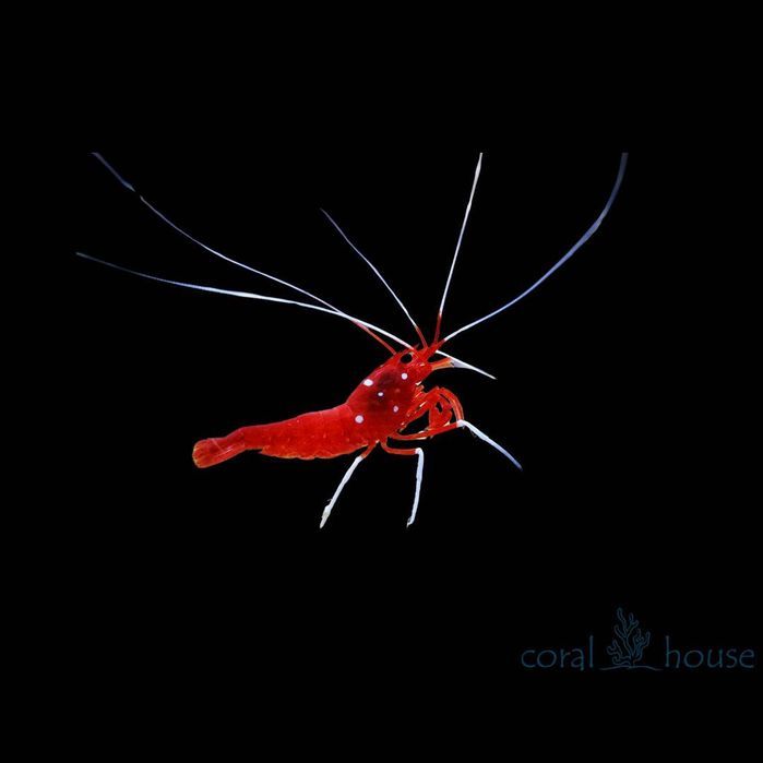 Krewetka Lysmata Debelius