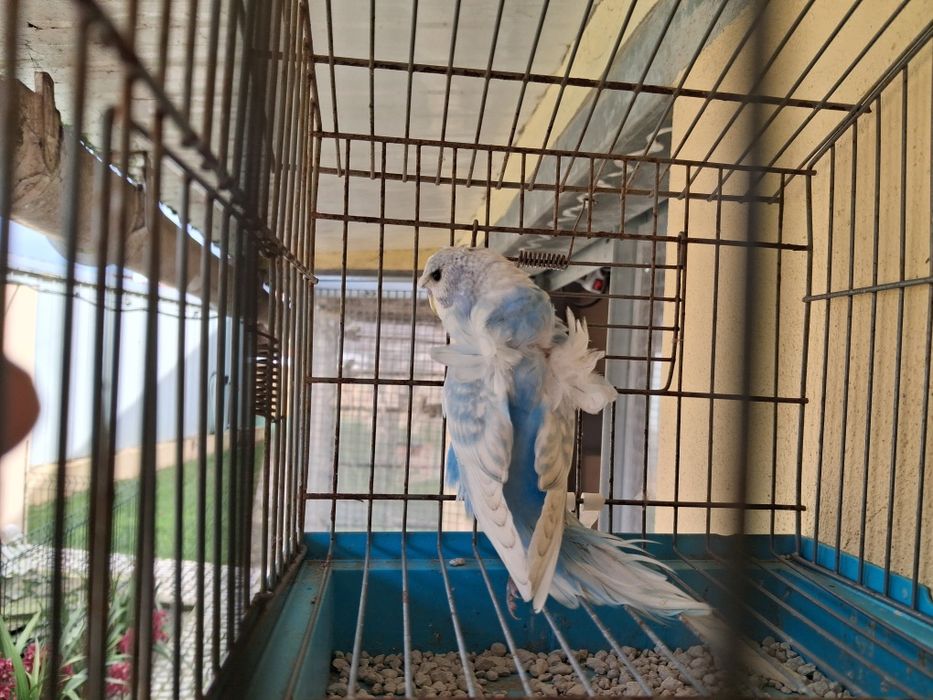 Periquito hagoromo macho