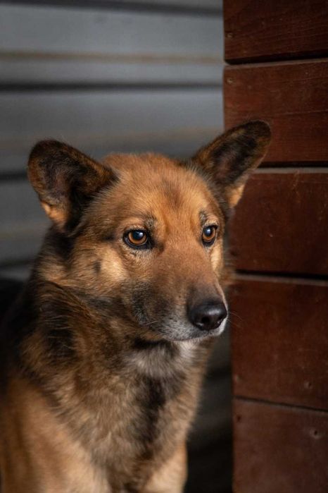 Simba - niezależny, dumny, wolny - pies do adopcji.