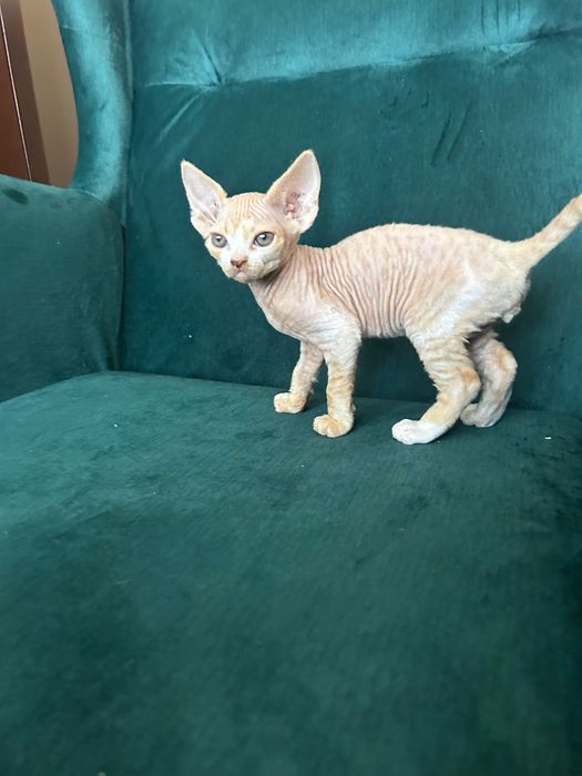 DEVON REX - kocurek -RUDY