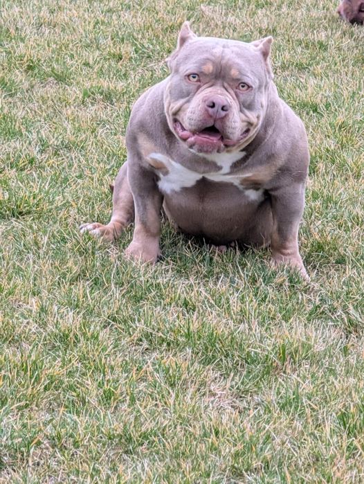 American bully pocket