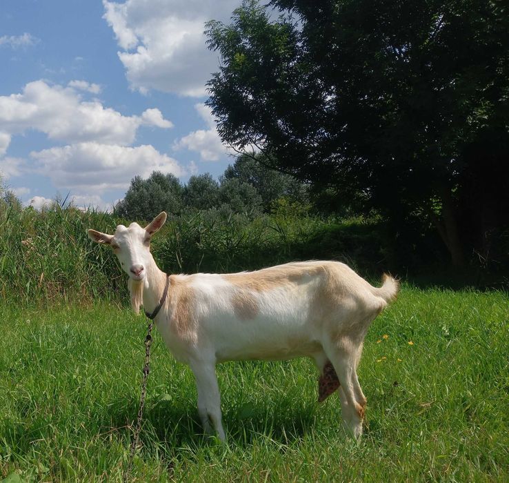 Продам дійних коз