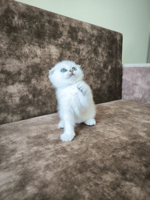 Шотландські висловухі  кошенята