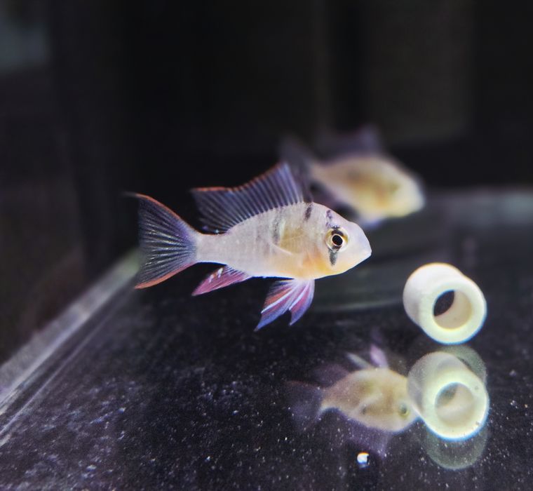 Pielęgniczka Boliwijska (Mikrogeophagus altispinosus)