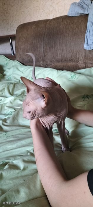 Продаю породисту лису крису (сфинкс)