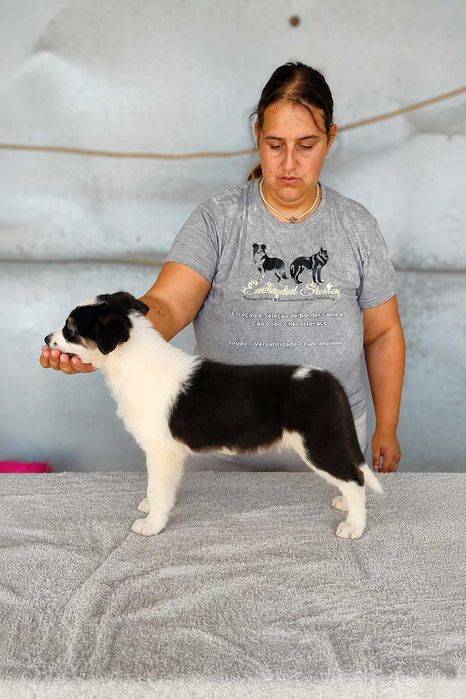 Border Collie Macho c/LOP